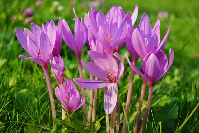 Autumn-flowering crocus.