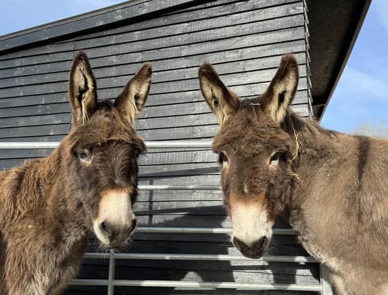 Take a look at some of the lovely donkeys that are at the Hayling Island Donkey Sanctuary.