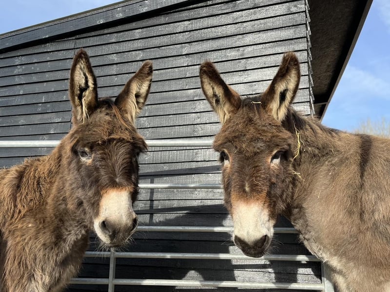 Take a look at some of the lovely donkeys that are at the Hayling Island Donkey Sanctuary.