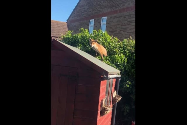 Just a fox coming out of a bush on top of a shed. Nothing to see here.