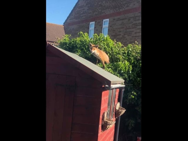 Just a fox coming out of a bush on top of a shed. Nothing to see here.