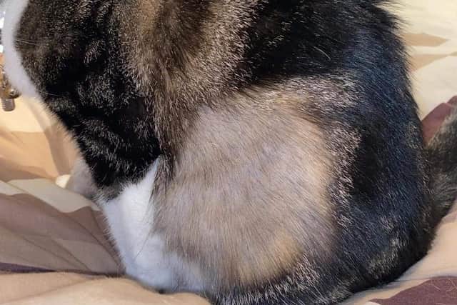 Pictured is a large are of Rocky the cat's leg which was shaved during a strange attack in Hilsea over the weekend.