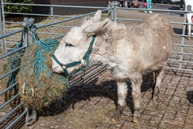 A donkey at the Easter event in Port Solent.Picture: Mike Cooter