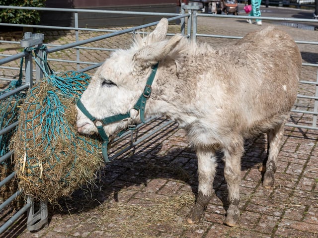 A donkey at the Easter event in Port Solent.Picture: Mike Cooter
