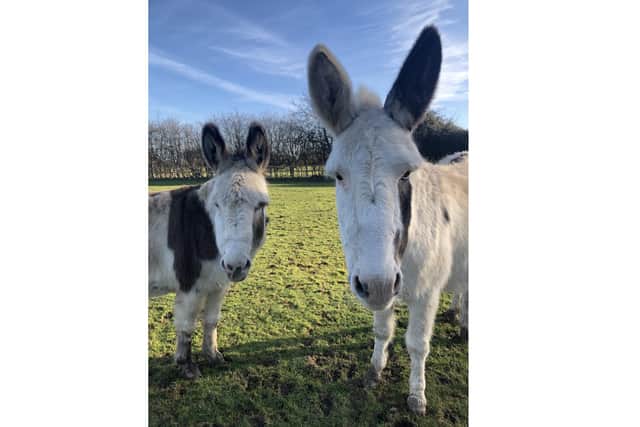 Hayling Island Donkey Sanctuary are delighted to introduce their two latest donkeys Poppy and Millie