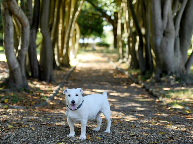 Pictured is: Dylan the Jack Russell in the Memorial Garden. Picture: Sarah Standing (290824-5720)