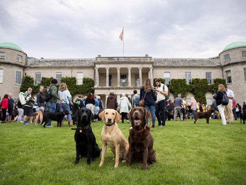 A view of the Labrador Parade at Goodwoof 2024, a dog event held at Goodwood Estate in Chichester. PA Photo. This year's event features a Labrador Parade, led by The Duke of Richmond, in celebration of the breed. Elsewhere at the event, visitors can try forest bathing, truffle hunting, watch top canine athletes in competition, enjoy wellness workshops and listen to talks from behavioural and veterinary experts. Picture credit should read: Ben Whitley/PA Media