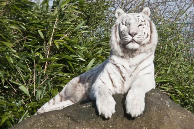 Isle of Wight Zoo