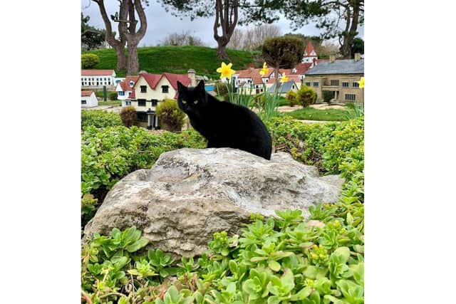 Rooney, the Southsea Model Village cat.