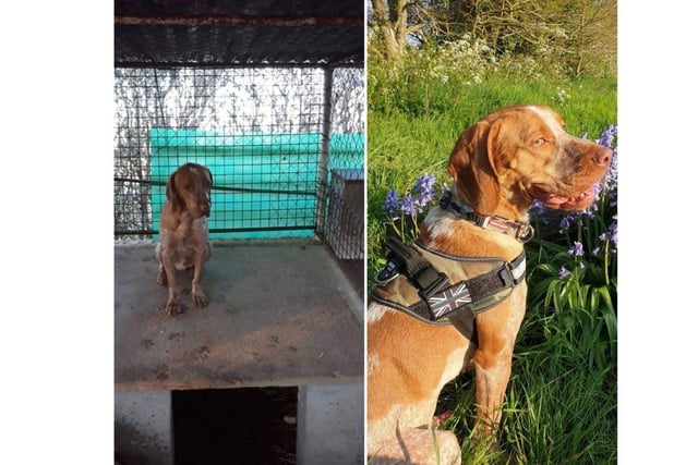 Phoenix Rehoming has helped a number of dogs.
Hunter and Bella were both found in concrete kennels. They were rescued and received any treatment they needed, which included hip surgery for Bella. Now they're both happily adopted with Hunter still in the Portsmouth area and Bella in Buckingham. 
Pictured: Hunter before and after