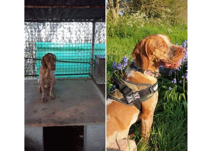 Phoenix Rehoming has helped a number of dogs.
Hunter and Bella were both found in concrete kennels. They were rescued and received any treatment they needed, which included hip surgery for Bella. Now they're both happily adopted with Hunter still in the Portsmouth area and Bella in Buckingham.
Pictured: Hunter before and after