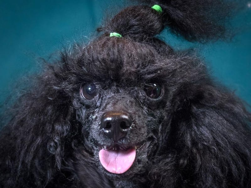 Toy Poodle dog is one of the most Instagrammable dogs.
(Photo by Matt Cardy/Getty Images)