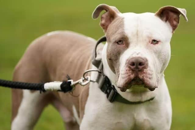 An XL Bully. Pic: PA