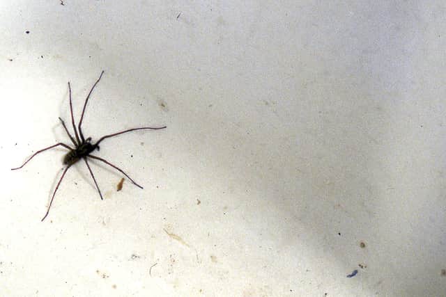 COVER STORY 1710 spiders rep st/rj
PICTURE: Simon Moore
Captions:
Note the italics for scientific names (very correct!)
Tegenaria gigantea - the common House spider. Depite its name it's not the largest (T. parietina or Cardinal spider). This is the one usually found in the bath where it's tiny leg claws cannot get enough grip to enable it to climb out again. They tend to blunder into the bath when foraging at night time and become trapped. They do not live down the plug-hole as is commonly believed, where the pipe is slimey and wet, not a good spider living place at all. This spider is also harmless but is probably most associated with frights due to its size and slight hairyness which some find disturbing. It can also move quickly if frightened and this too, contributes to its 'fright factor'!
this included the one in the bath? Yes.
With all good wishes,
Simon Moore, MIScT, FLS, ACR,
Senior Conservator of Natural Sciences.
Hampshire County Council,
Department of Culture, Communities and Rural Affairs,
Museums & Archives Service,
Chilcomb House, Chilcomb Lane,
Winchester SO23 8RD. UK until end of October 2009, thereafter at couteaufin@aol.com
Internal 8 327 6737
01962 826737
http://www.hants.gov.uk/museum/biology
