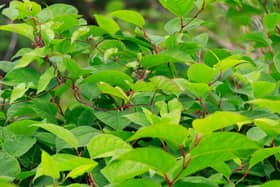 Japanese Knotweed is known to be in towns and cities across Hampshire.