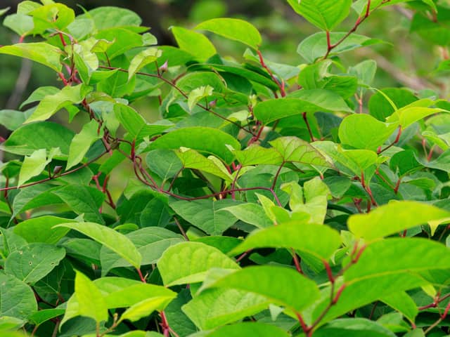 Japanese Knotweed is known to be in towns and cities across Hampshire.