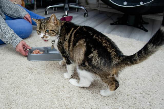 Rocky the Cat with shaved areas on his fur at his home in Hilsea, Portsmouth on 14 December 2020.

Picture: Habibur Rahman