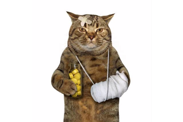 Steve's cat has been in the wars.