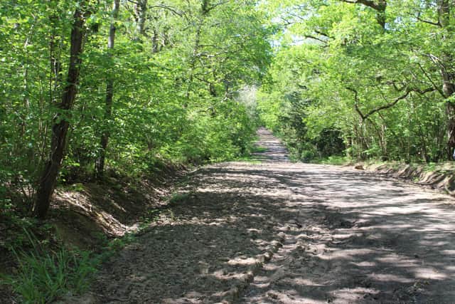 The Avenue, near Staunton Country Park. Picture: Emily Turner