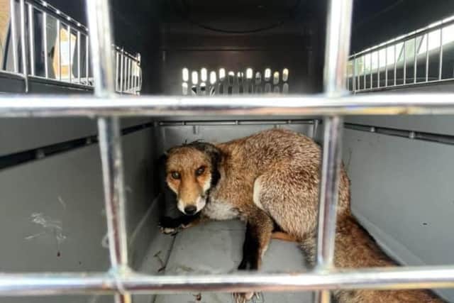 The fox which has been seen with a tube round its neck in Gosport has been caught and saved, but is currently suffering from a nasty infection. Picture: Second Chance Fox Rescue and Rehabilitation.