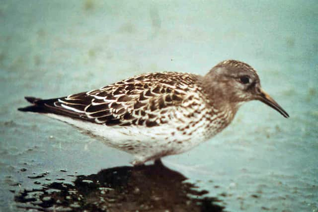 Purple Sandpiper