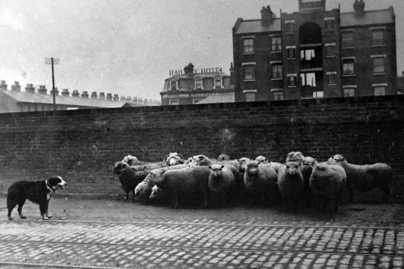 A collie herding sheep along Goldsmith Avenue in Fratton