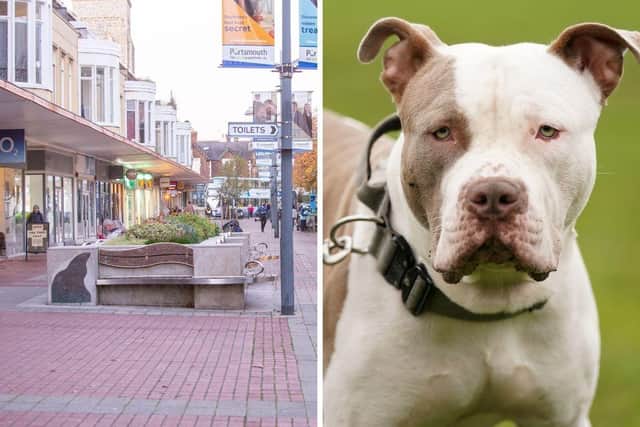 A person was bitten by an XL Bully in Palmerston Road, Southsea, on November 7. Police seized the dog on November 20 after several reports were made to the force. Note - the dog pictured is a stock image and not the animal involved in the incident. Picture: Habibur Rahman/Jacob King/PA