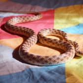 At least this snake is on top of the bed's covers rather than under them. Picture by Shutterstock