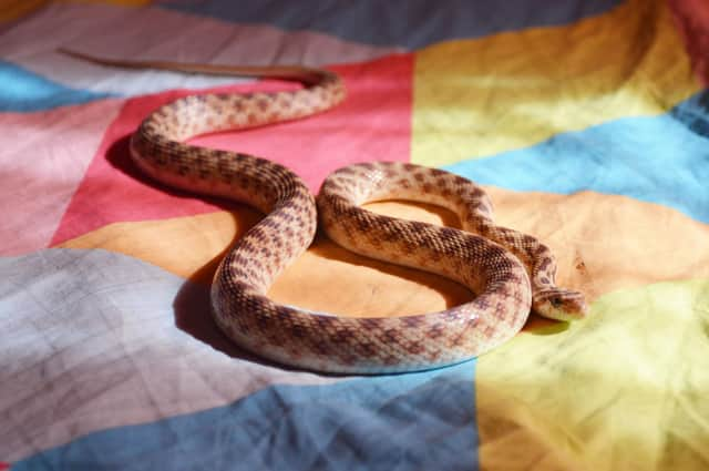 At least this snake is on top of the bed's covers rather than under them. Picture by Shutterstock