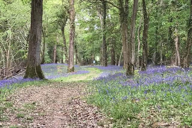 The bluebell walk at the Holywell Estate in Swanmore