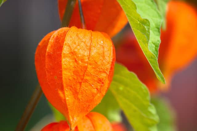 Chinese lanterns.