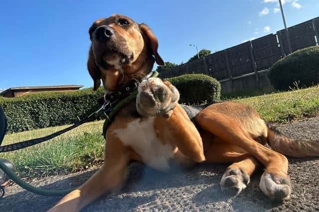 A dog used in an attempt to bring £800,000 worth of cocaine into the UK from Mexico has been rehomed – and her owner has been sentenced at Winchester Crown Court. 
Pictured: Camila
