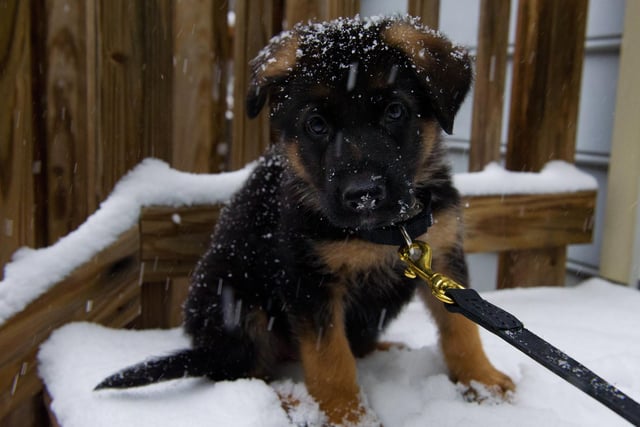German Shepherd puppies are often targeted by thieves.