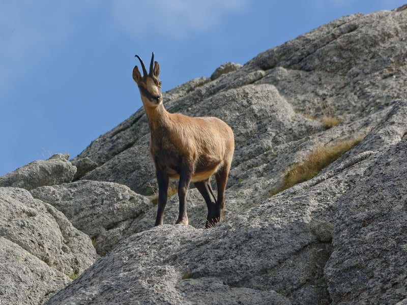 Pyrenean Chamois