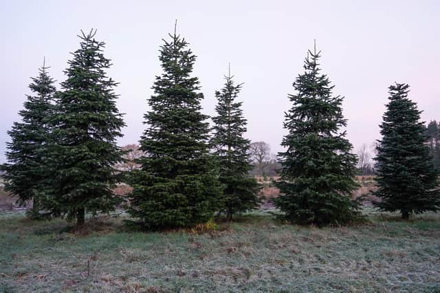 There are plenty of places to get yourself a real Christmas tree in the Portsmouth area this year.