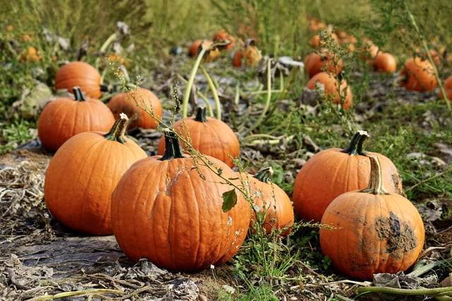 Rogate pumpkin patch is always a popular place to take children during the Halloween period. 
For more information, visit the website.