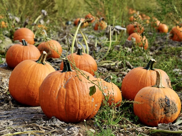 Rogate pumpkin patch is always a popular place to take children during the Halloween period. 
For more information, visit the website.