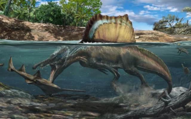 Spinosaurus, the longest predatory dinosaur known, is opening its elongate jaws, was a 'river monster', actively pursuing prey in a vast river system located in modern-day North Africa. 
Artwork credit: Davide Bonadonna.