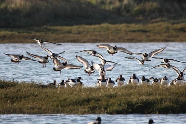 Coastal birds like these oystercatchers use islands, spits and marshes to roost and breed