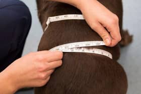 Just like humans, pets benefit from a healthy lifestyle.