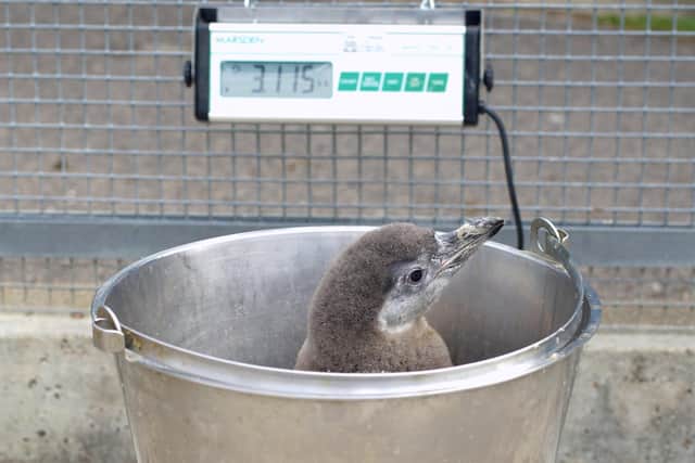 Penguins have been given a clean bill of health