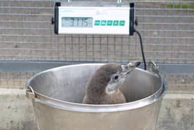 Penguins have been given a clean bill of health
