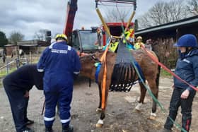 The horse was rescue after she fell on her side and was unable to get up. Picture: Hampshire and Isle of Wight Fire and Rescue Service.