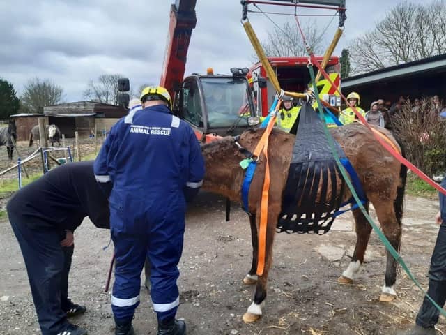 The horse was rescue after she fell on her side and was unable to get up. Picture: Hampshire and Isle of Wight Fire and Rescue Service.