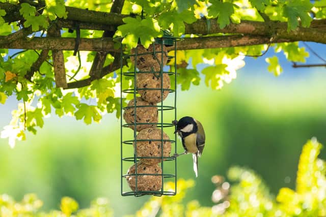 January can be a difficult month for wildlife as natural sources of food are in short supply