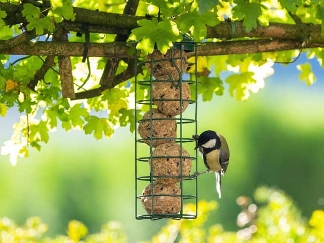 January can be a difficult month for wildlife as natural sources of food are in short supply