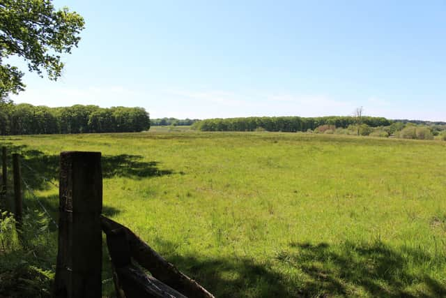 Campaigners say that these areas of ancient woodland would be lost if plans go ahead. Picture: Emily Turner