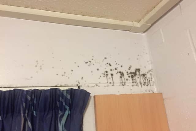 A growth of mould on the wall in Bateson Hall.
