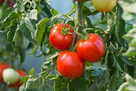 To shade or not to shade? That is this week's question for your greenhouse tomatoes. Picture: Shutterstock