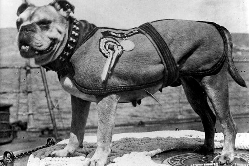 Peggy was the bulldog that lived on board HMS Iron Duke around 1922. It looks like she has won some medals.